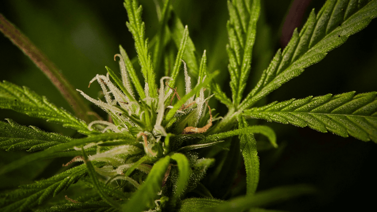 Estudio analiza cómo interactúan los compuestos de cannabis con cánceres comunes