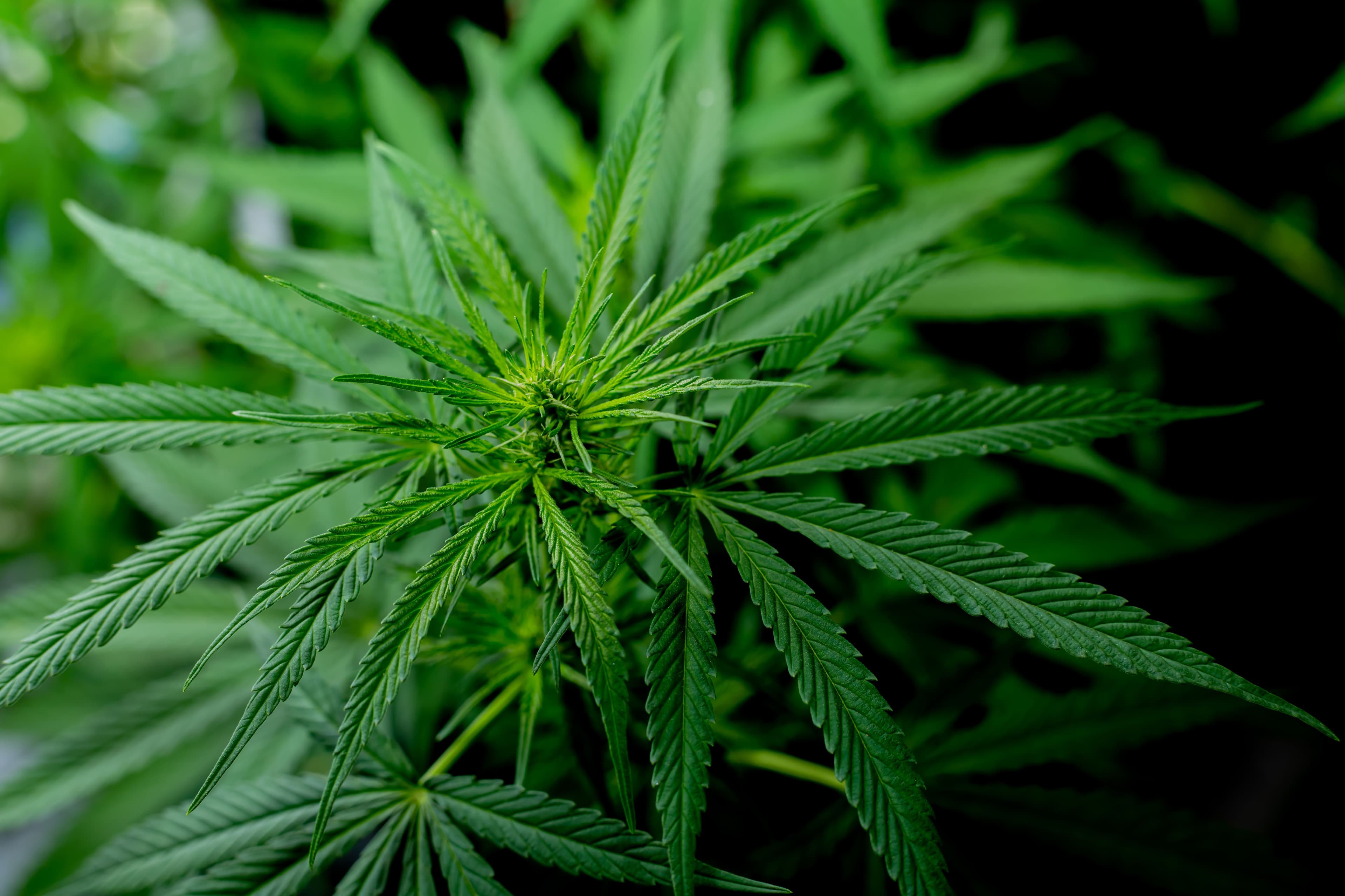 Subespécies da Cannabis: diferenças, propriedades medicinais e usos industriais