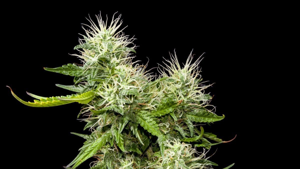 Cannabisol, canabitwinol y canabizetol: la nueva generación de cannabinoides