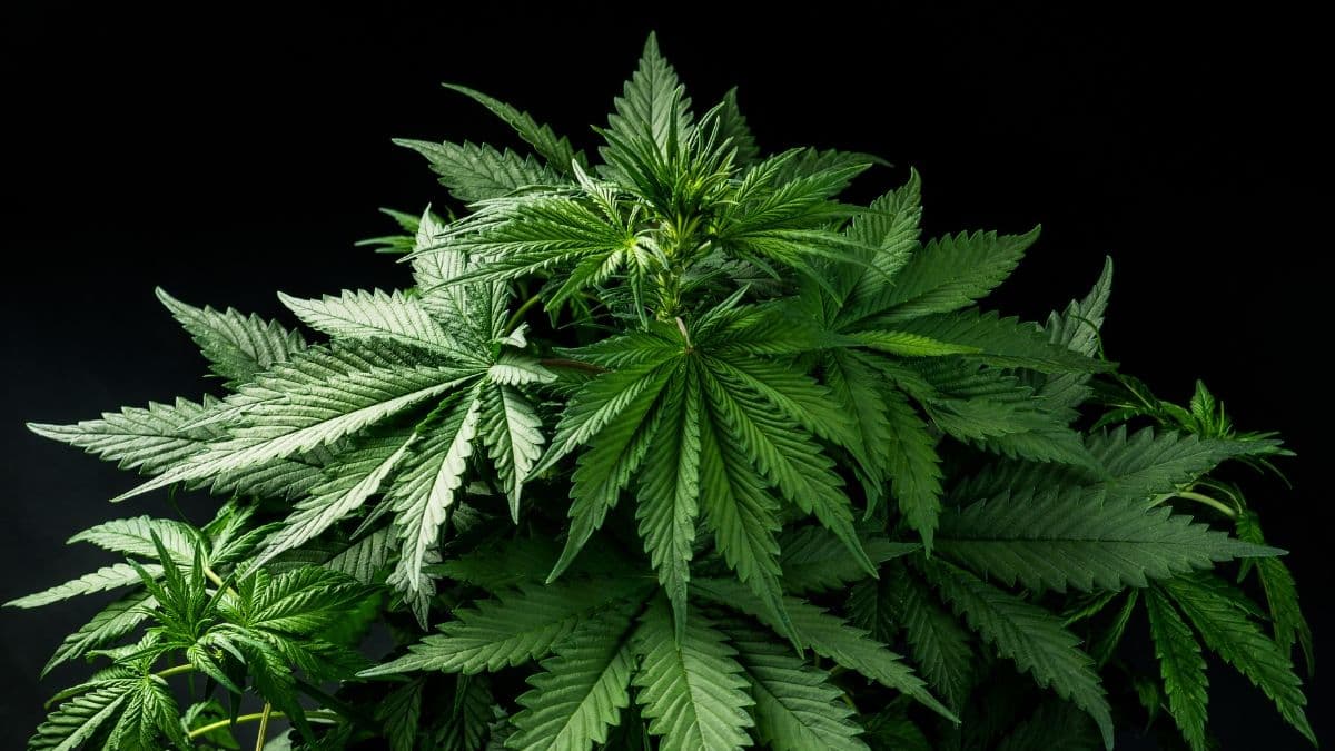 UFLA integra grupo que presenta a la Anvisa documento sobre cannabis en investigaciones científicas y uso terapéutico