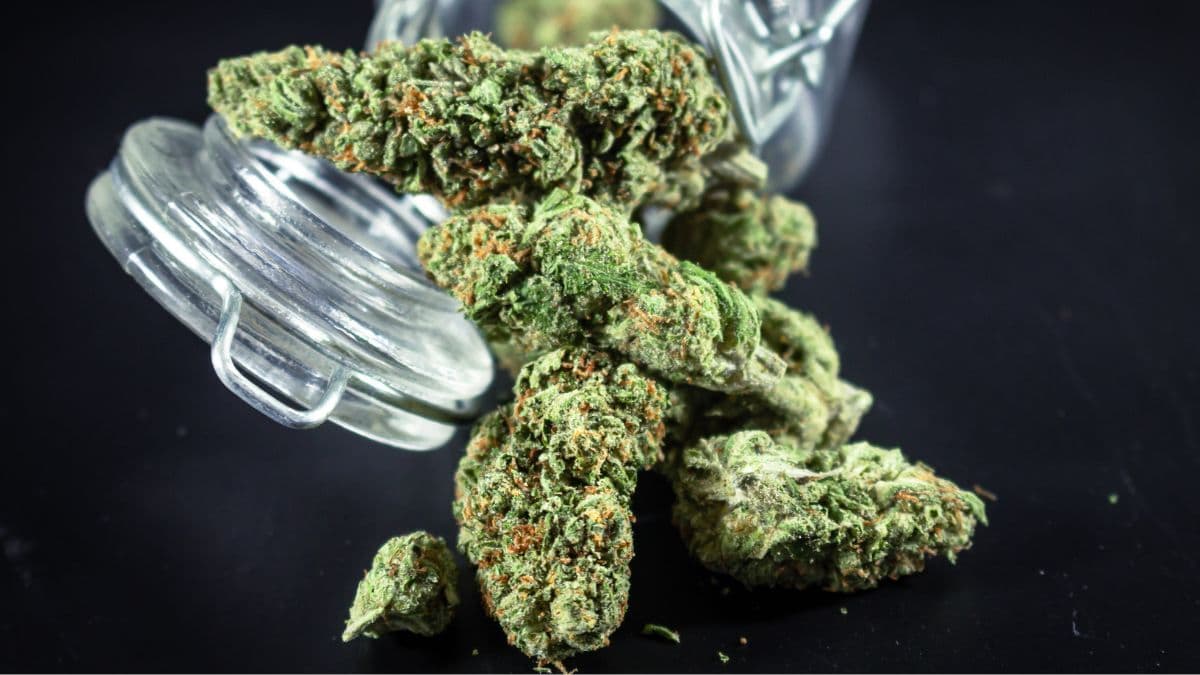 Government invests nearly R$ 400,000 to analyze impact of STF decision on marijuana possession