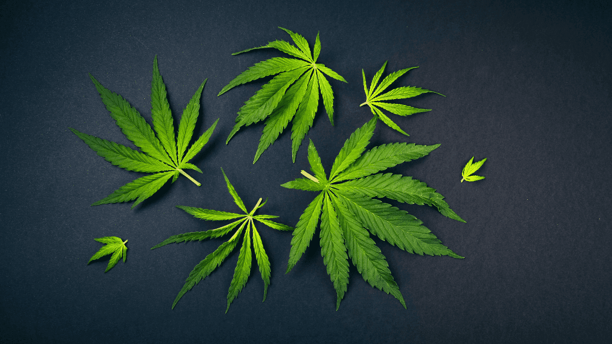 La cannabis proporciona alivio inmediato de los síntomas del autismo, según estudio