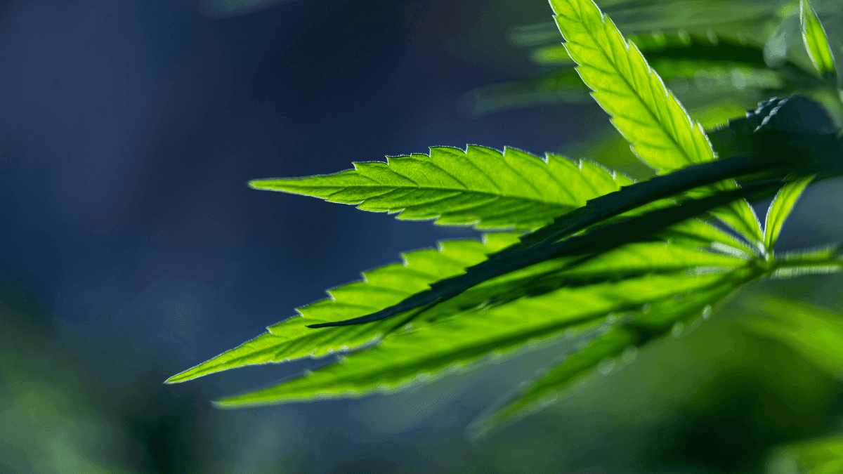 Cannabis, poder y escenificación: el orden detrás de la reclasificación