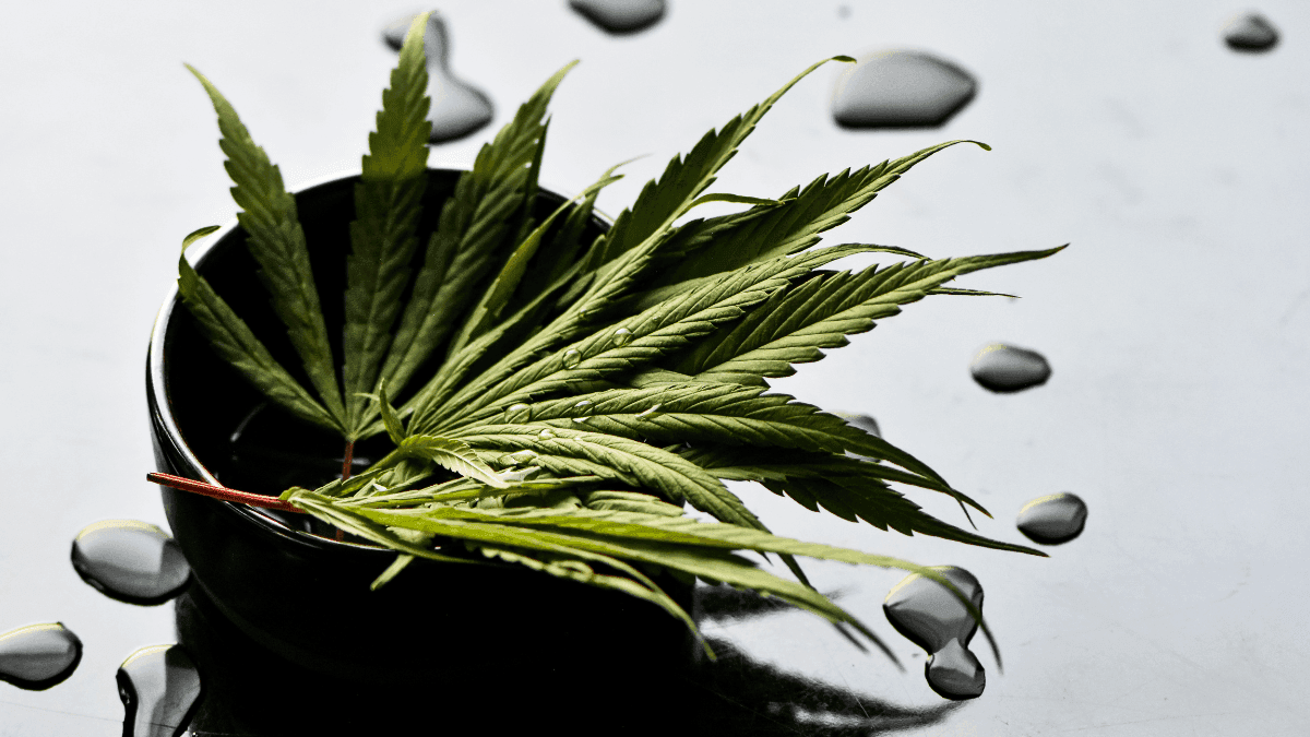 Estudio señala alivio sostenido de la depresión resistente con cannabis medicinal