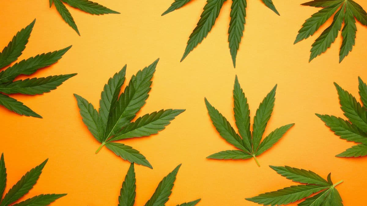 Deusa Cast discusses the update of RDC 660 and access to medicinal cannabis in Brazil