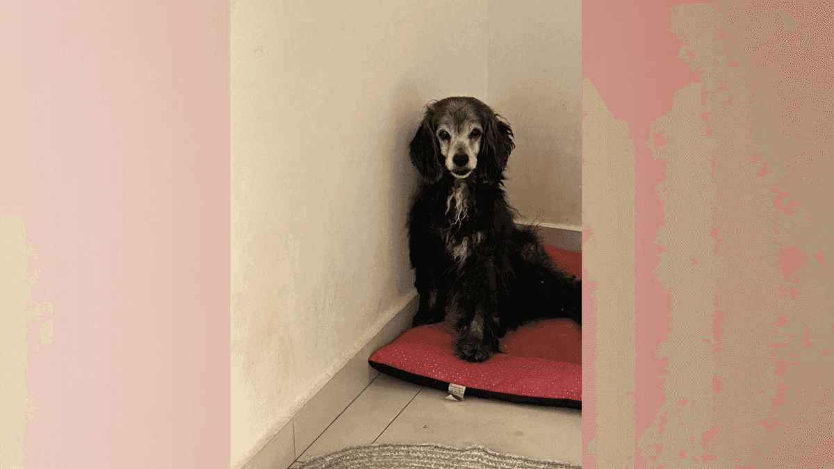 Envelhecer com menos dor: como a cannabis tem ajudado cães idosos a viver melhor