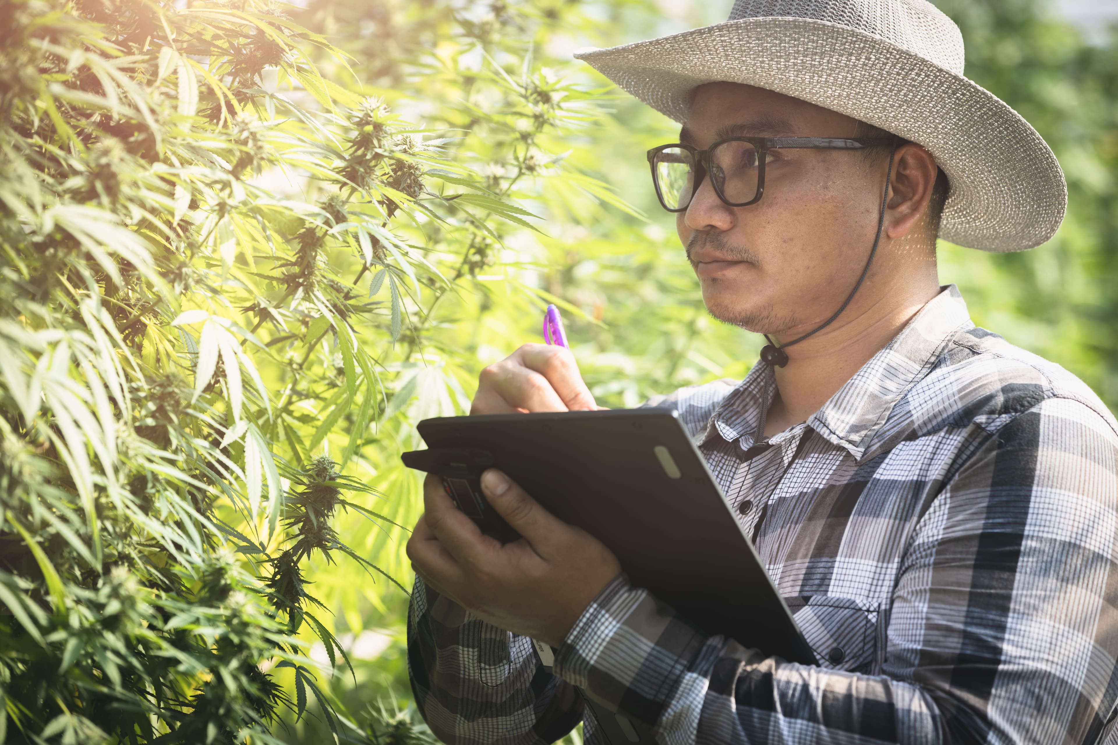 Cannabis grows 6 times in 3 years in Japan; market makes 145 million euros