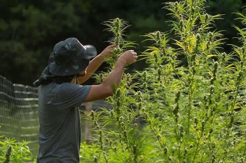 Presidente da primeira associação de cannabis medicinal do RS conseguiu Habeas Corpus