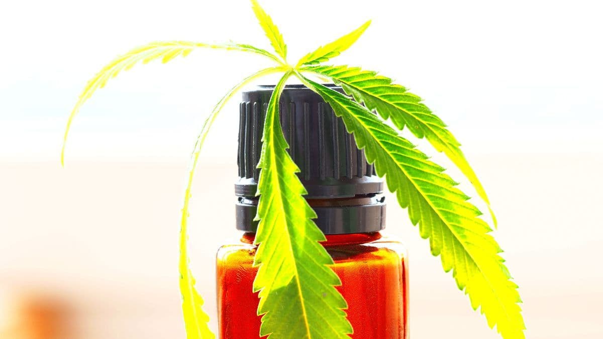 CBD aislado, broad o full spectrum? Descubre qué aceite de cannabis es adecuado para cada caso