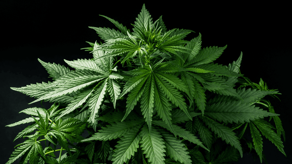 Cannabis, control sanitario y expectativas que conviene moderar