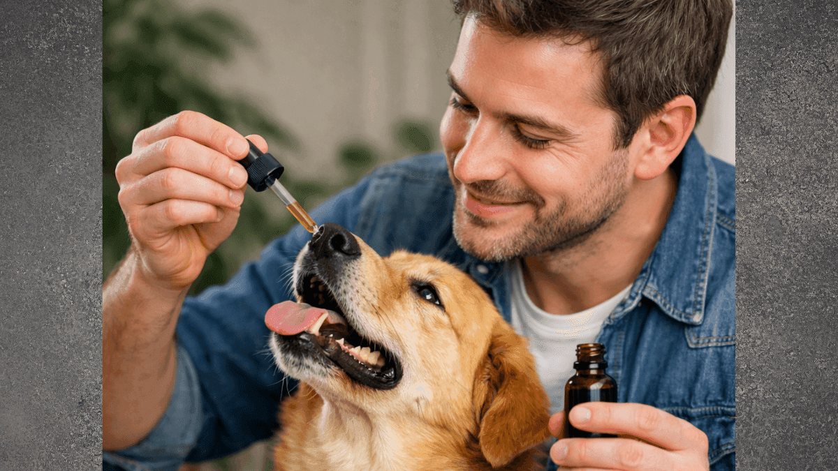 Como a cannabis medicinal tem ajudado animais no Brasil