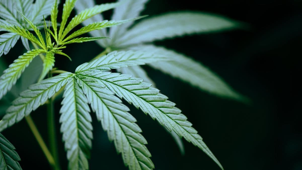 Embrapa aponta caminhos para o cultivo de cannabis no Brasil, afirma Beatriz Emygdio