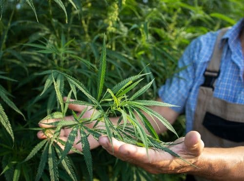 Saiba o potencial revolucionário do cânhamo, uma das plantas mais versáteis do planeta