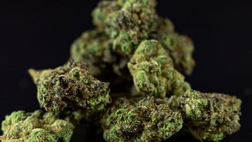 DEA mantém reclassificação da cannabis pendente apesar de ordem executiva de Trump