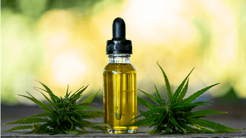 Imagem da noticia: Cannabis: o que é e como pode ser utilizada