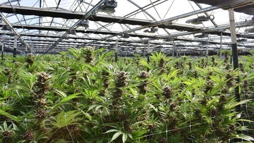 Anvisa presenta reglas para el cultivo comercial de cannabis manteniendo bajo contenido de THC para la industria farmacéutica