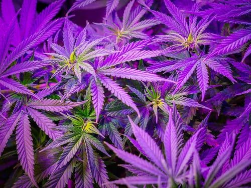 Uso medicinal da cannabis: informação é a cura para mitos e desinformação