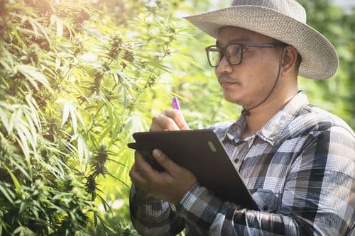 Imagem da noticia: Cannabis grows 6 times in 3 years in Japan; market makes 145 million euros