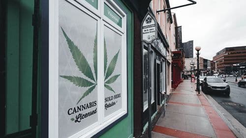 Como começar um negócio de cannabis: 5 passos essenciais para empreender no setor