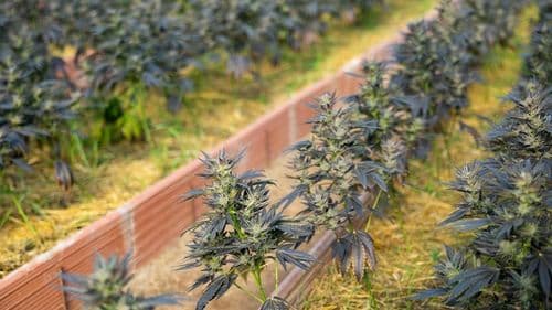 Imagem da noticia: Estudio señala nuevo método para identificar variedades de Cannabis con precisión