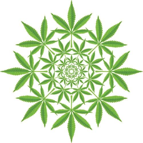 ¿Puede el cannabis inducir un estado psicodélico? Descubre lo que descubrieron los investigadores