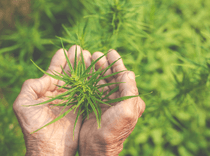 Cáñamo como agente en la regeneración y descontaminación del suelo