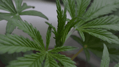 Estudio identifica cómo la cannabis desarrolló la capacidad de producir THC, CBD y CBC