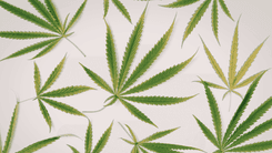 Proyecto de ley reaviva el debate sobre cannabis medicinal y uso adulto en Wisconsin