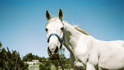 Del dolor al alivio: cómo la cannabis apoya a mascotas y caballos