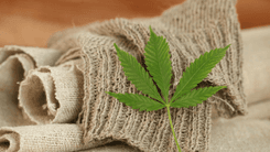 Estudio señala una disminución en las tasas de suicidio entre adultos mayores después de acceder a cannabis