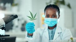 Cómo interpretar investigaciones sobre cannabis y separar la ciencia de la especulación