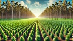 Cáñamo vs. Eucalipto: dos cultivos, muchos impactos y un futuro sostenible