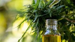 Anvisa autoriza nueva concentración de cannabidiol de empresa minera
