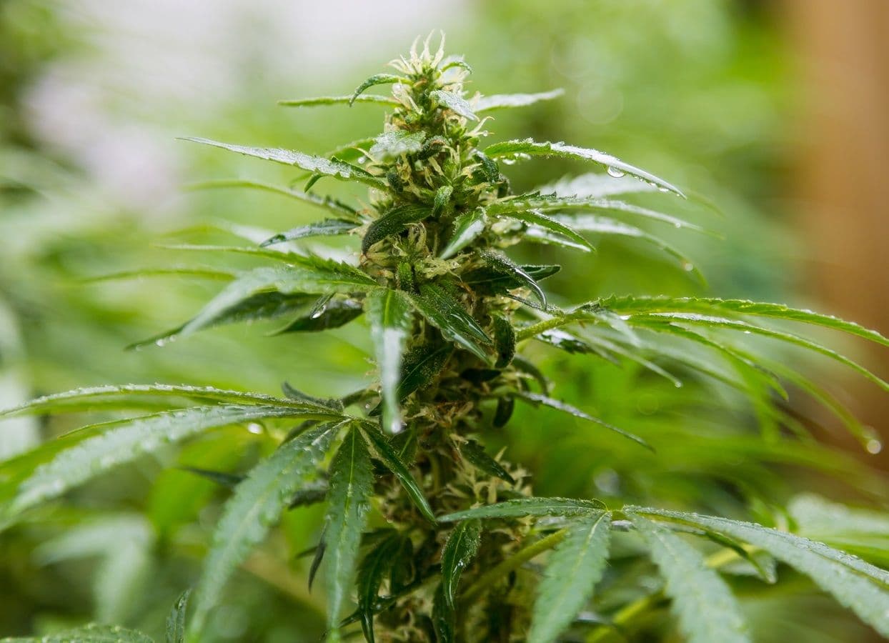 História da cannabis medicinal no Brasil