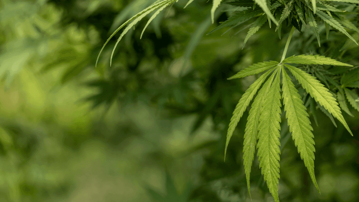 La Tribu Omaha analiza la primera solicitud de licencia para el cultivo de cannabis en Nebraska