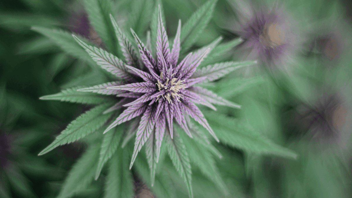 Origem da cannabis: de planta sagrada a estigmatização global