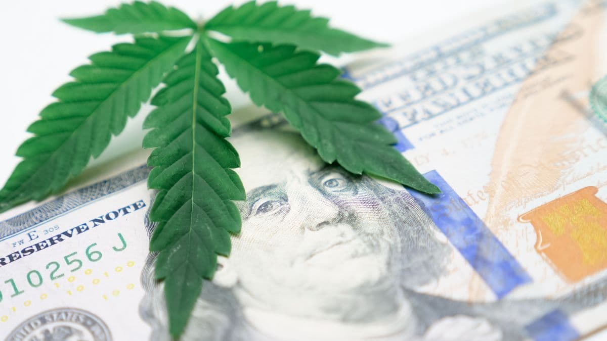 Nova York acelera mercado legal de cannabis com novas licenças e bilhões em vendas