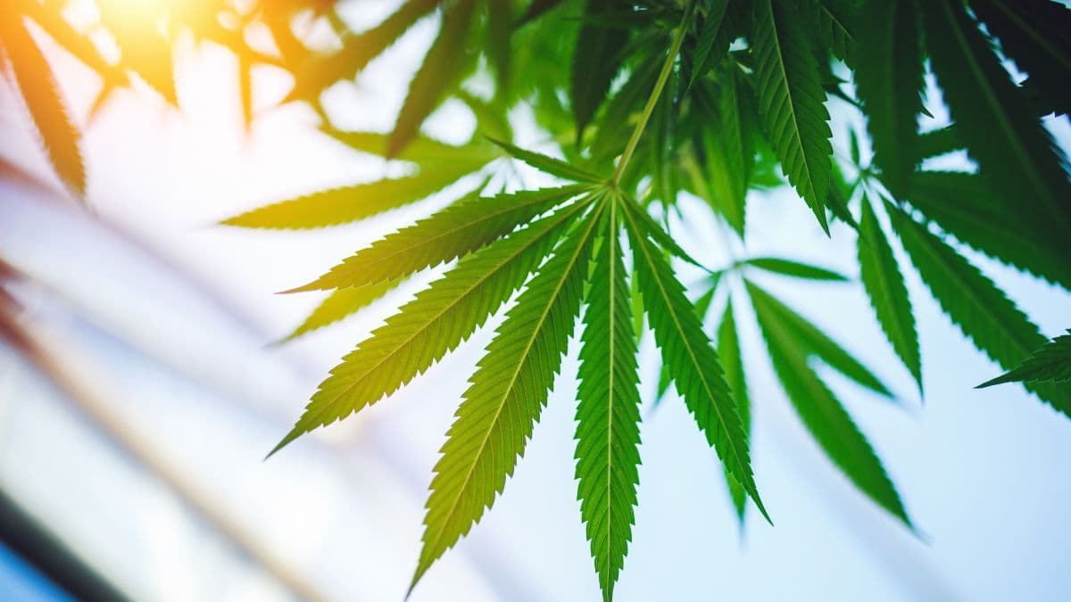 Cidade do Novo México rejeita comércio de cannabis a pedido do Texas