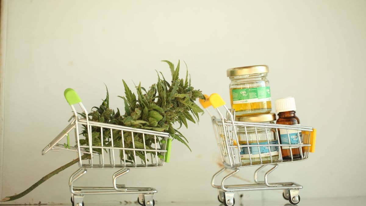 Produção de cannabis cresce e pressiona mercados internacionais