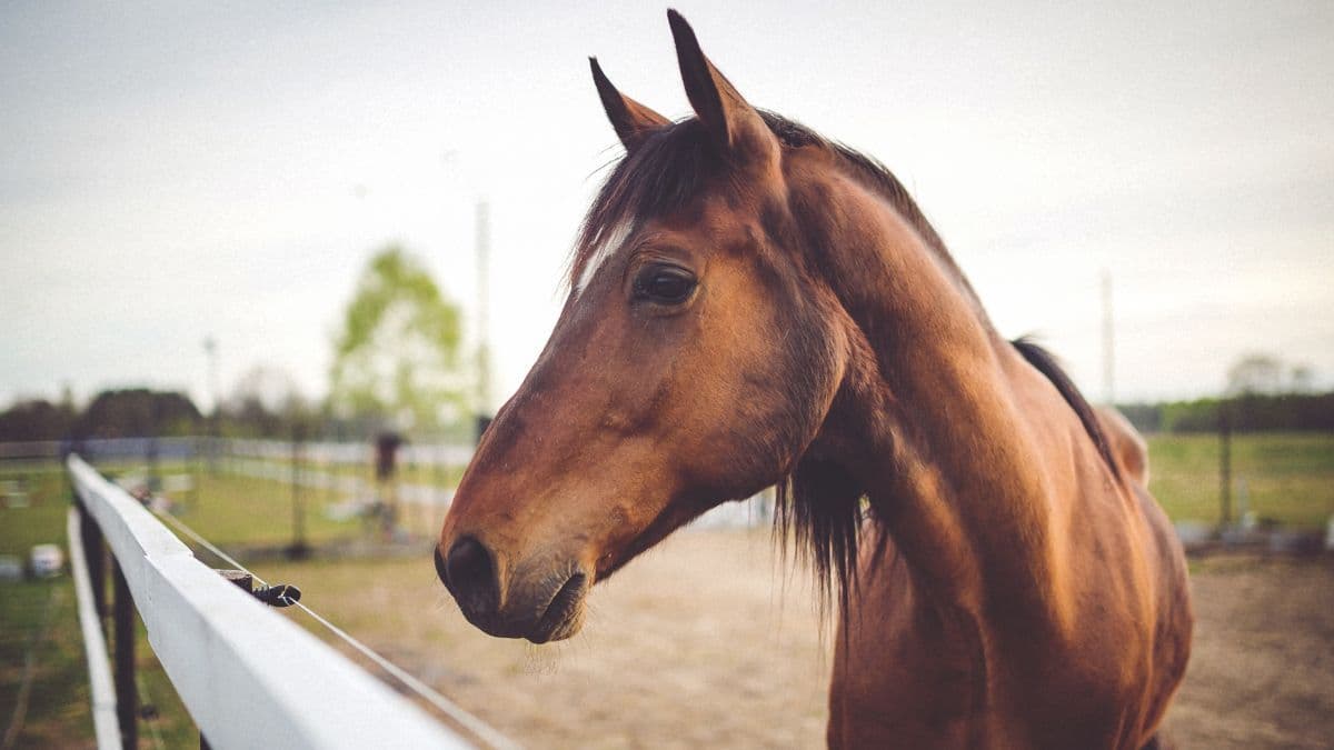 Veterinaria explica cómo actúa la cannabis en el dolor y el comportamiento de los caballos