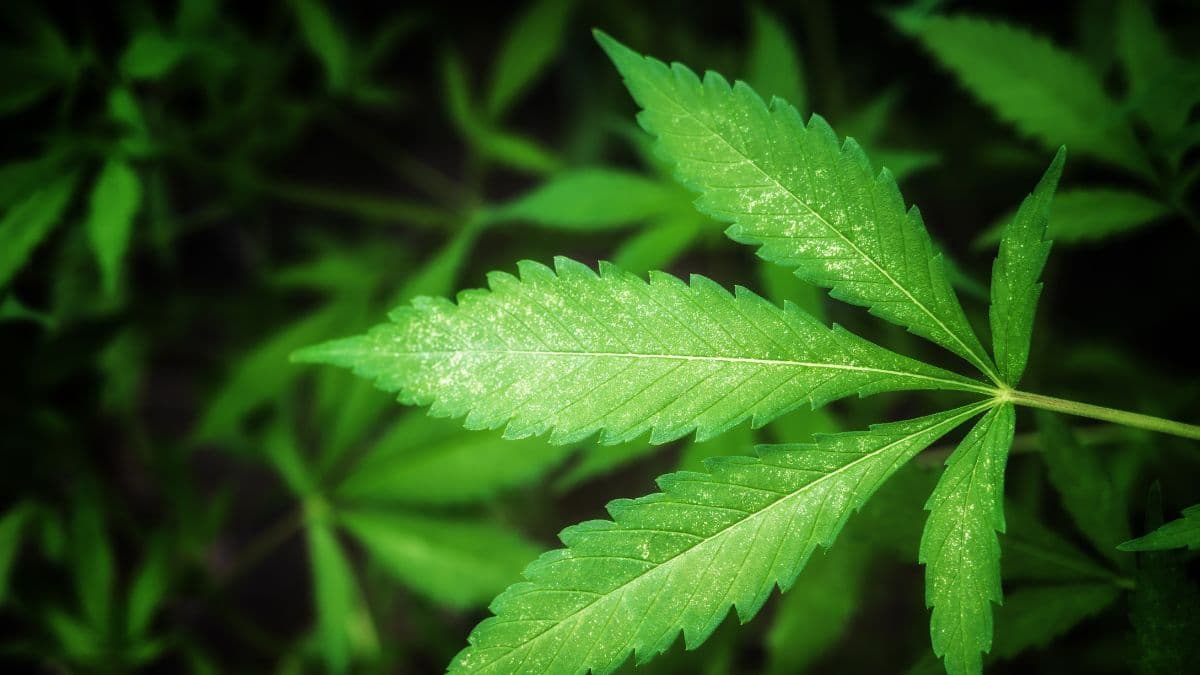 THC altera lembranças? Estudo analisa como a cannabis pode influenciar a memória