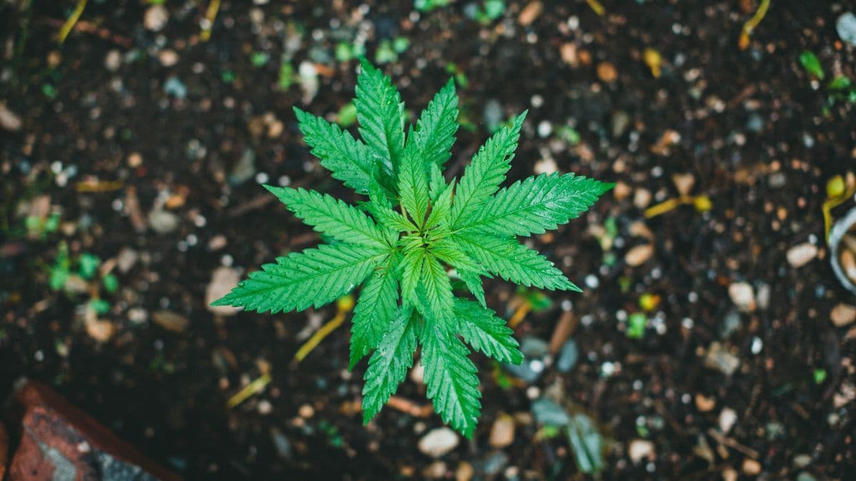 10 hechos que marcaron 2025 en el sector de cannabis en Brasil y a nivel internacional