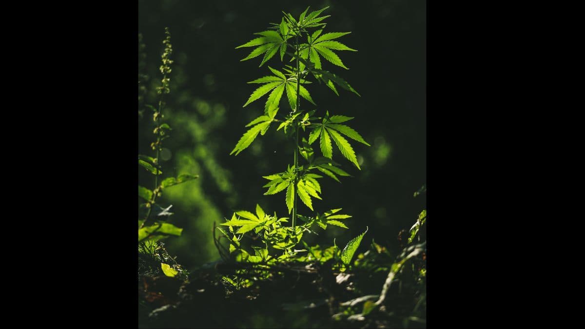 Qualidade, confiança e inovação: a proposta da Be Natural para a nova era da cannabis medicinal no Brasil