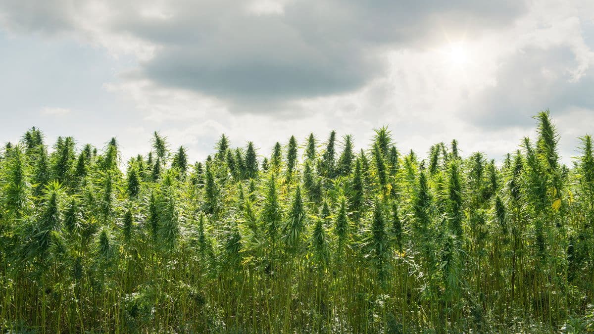 Expoagro Afubra 2026 debate cannabis como alternativa no agro