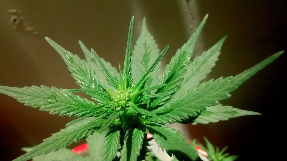 Nuevo estudio promete distinguir con mayor precisión los niveles de THC en plantas de cannabis