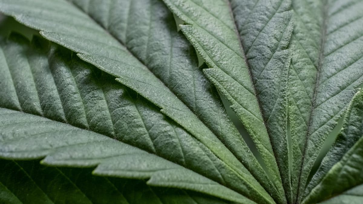 La Orden SDR/MAPA nº 815 abre un plazo para sugerencias sobre plantas cultivadas en el territorio nacional