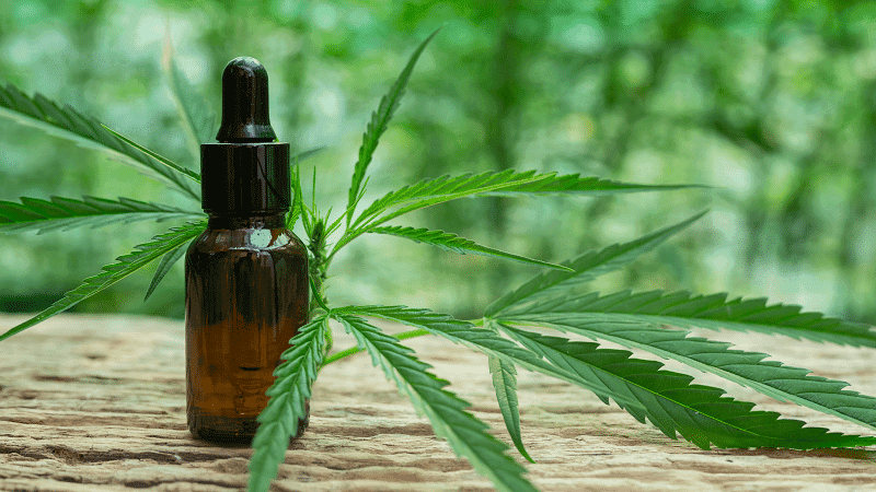 Formas de acesso aos produtos de cannabis no Brasil