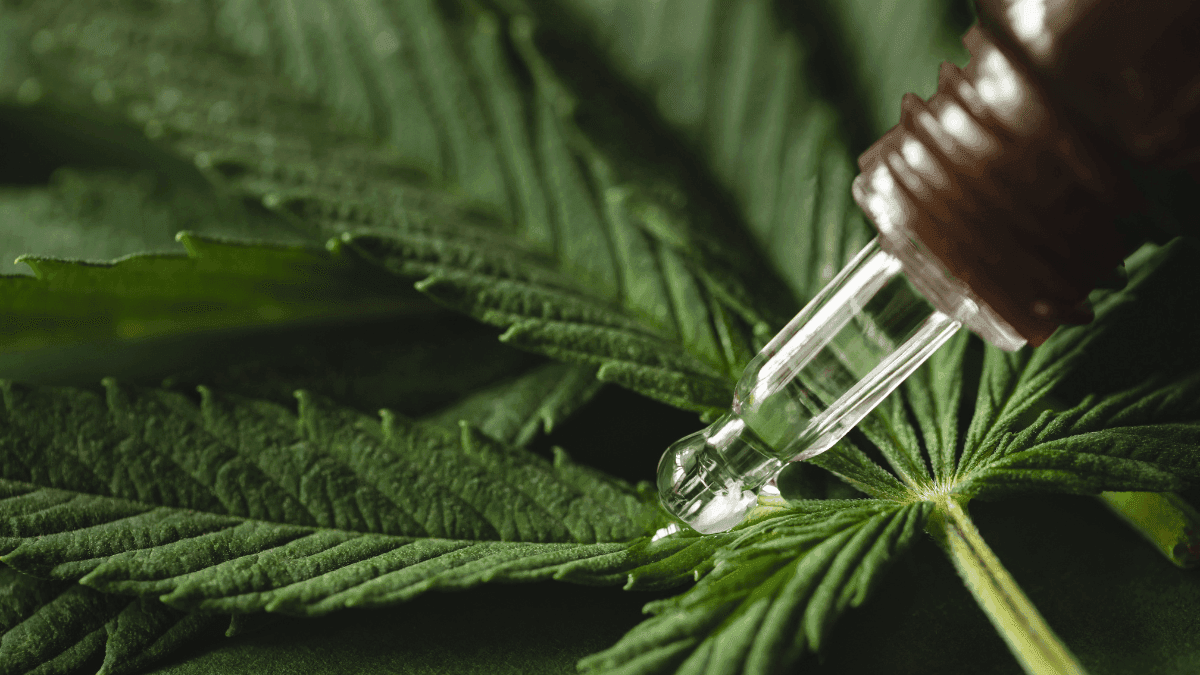 Do cultivo ao paciente: os bastidores da segurança e qualidade dos produtos à base de cannabis no Brasil