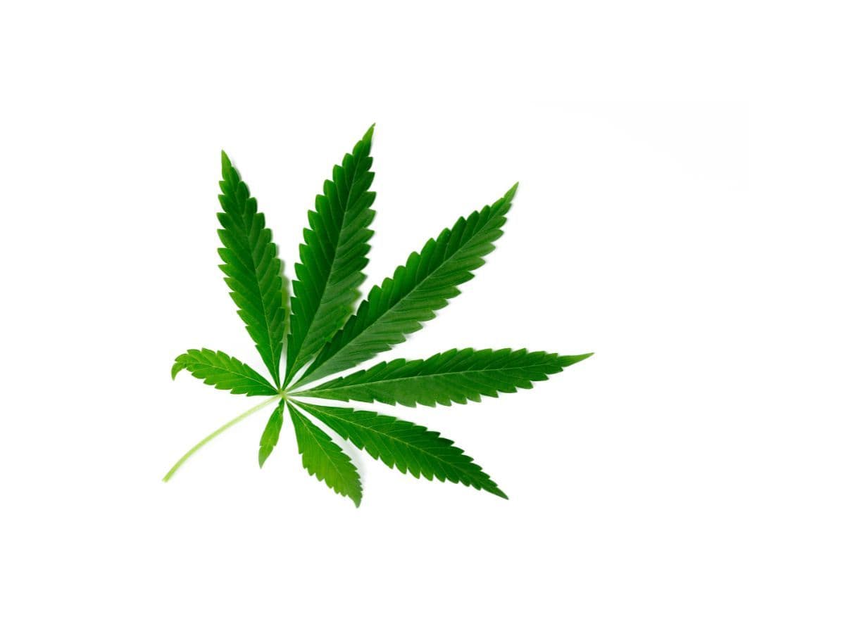 Cannabis medicinal se destaca em pesquisas e regulamentações no mercado internacional