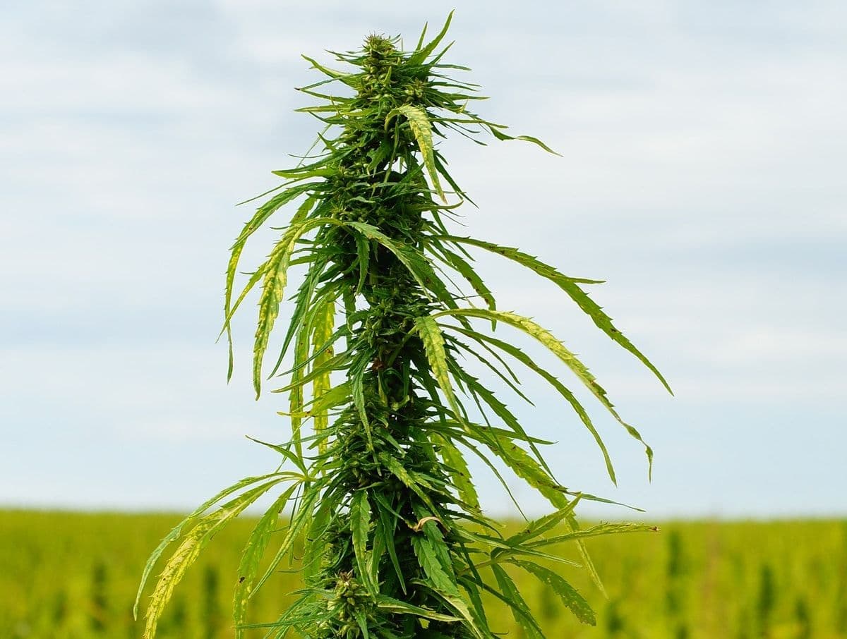 Cânhamo e Cannabis: entenda a diferença entre genética e legislação